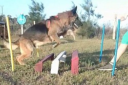 perro inseguro trabajando el físico