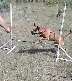 perro destreza salto ejercicio físico energía