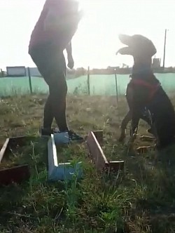 obediencia básica